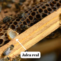L'abella Mel Fresh Royal Jelly 20g - Jalea Real - Fersk bidronninggelé